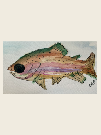 Rainbow Trout